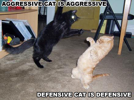 aggressivecat.jpg