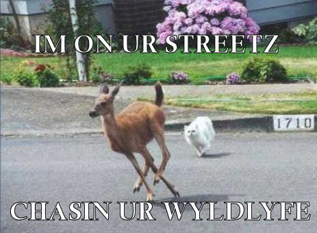 Cat chasing deer onto street away from lawn